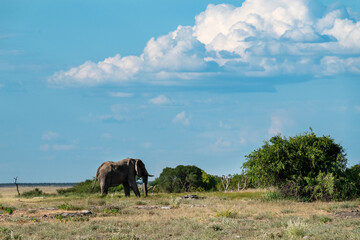 Obraz premium elefante in etosha