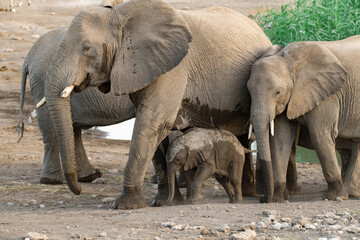 Fototapeta premium elefante in etosha
