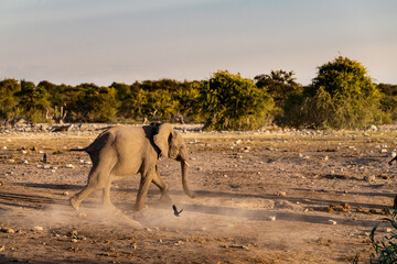 elefanti in etosha © Davide Antoniani