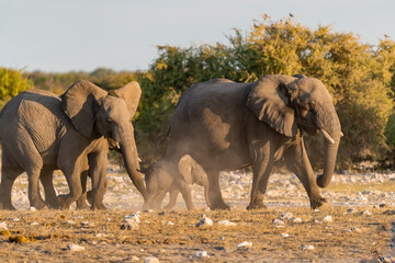 elefanti in etosha © Davide Antoniani