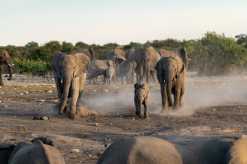 elefante in etosha © Davide Antoniani