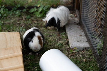Meerschweinchen tier natur herde