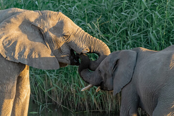 elefanti in etosha © Davide Antoniani