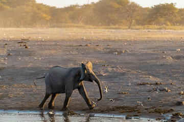 elefanti in etosha © Davide Antoniani