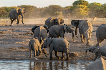 elefanti in etosha © Davide Antoniani