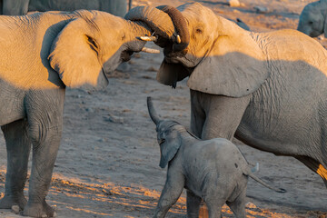 elefanti in etosha © Davide Antoniani