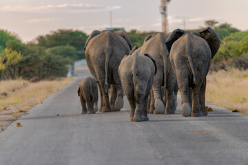 elefanti in etosha © Davide Antoniani