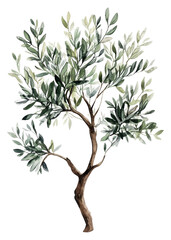 Fototapeta premium Olive tree illustration with green leaves isolated on transparent background