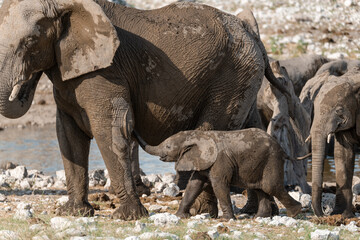Fototapeta premium elefante in etosha