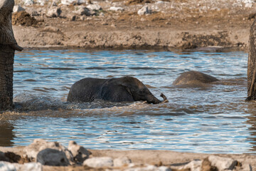 elefante in etosha