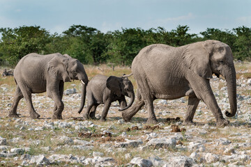 elefante in etosha © Davide Antoniani