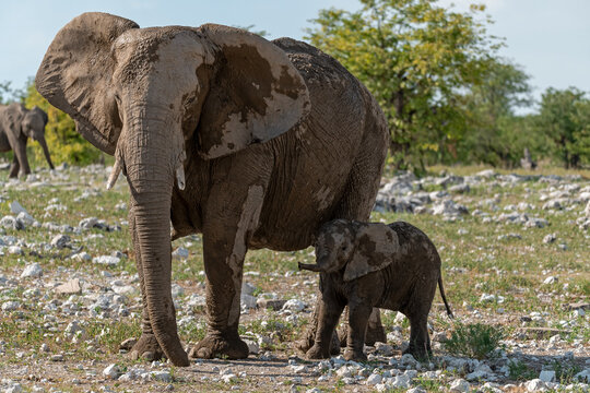 elefante in etosha