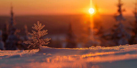 A sunset in the forest in winter with sunset backgrund 
