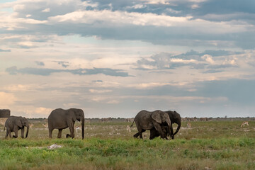elefante in ethosha 2023