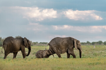 elefante in ethosha 2023