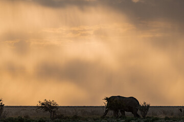 elefante in ethosha 2023