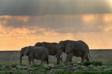 elefante in ethosha 2023