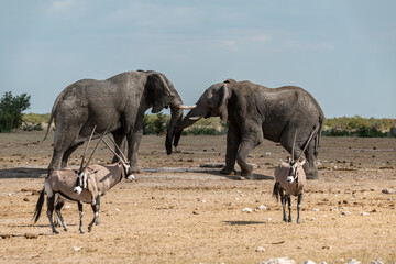 elefante in ethosha 2023