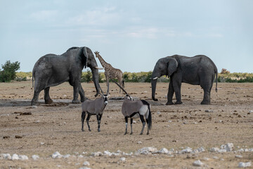 elefante in ethosha 2023