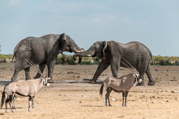 Fototapeta premium elefante in ethosha 2023