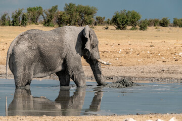 elefante in ethosha 2023