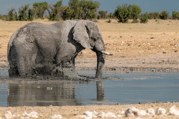 elefante in ethosha 2023 © Davide Antoniani