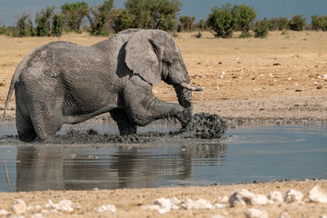 elefante in ethosha 2023