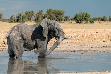 elefante in ethosha 2023