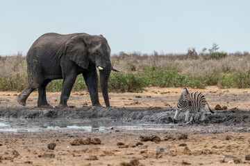 elefante in ethosha 2023