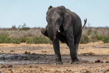 elefante in ethosha 2023