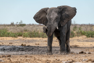 elefante in ethosha 2023