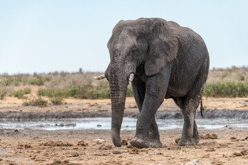elefante in ethosha 2023