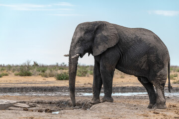 elefante in ethosha 2023