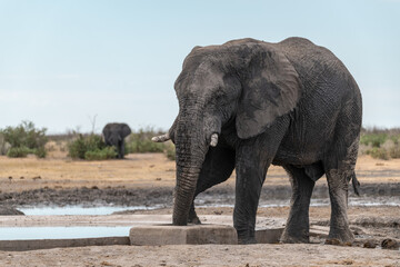 elefante in ethosha 2023