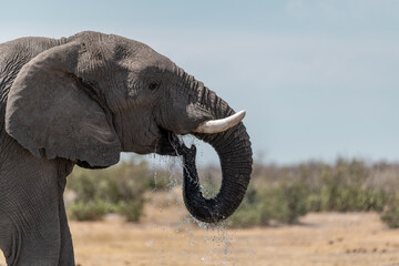 elefante in ethosha 2023 © Davide Antoniani