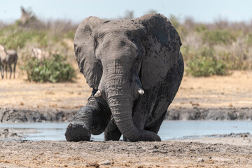 elefante in ethosha 2023