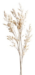 Graceful dried grasses displayed indoors isolated on transparent background