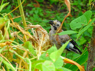 jay garrulus glandarius bird on tree branch