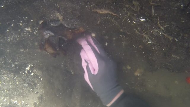 Underwater archaeologists found animal and human bones in the Tollense, over 3000 years old. A small glimpse into the work on the Bronze Age battlefield.