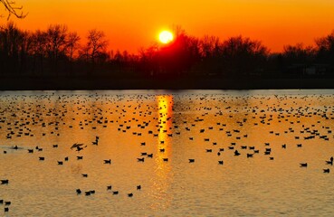 Naklejka premium Flock of birds on the lake in beautiful orange sunset