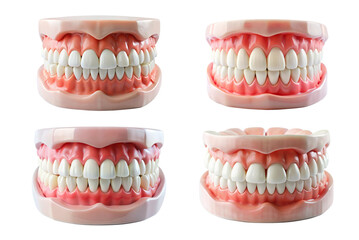 Set of model of human ideal white teeth and gums png