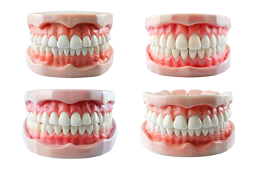 Set of model of human ideal white teeth and gums png