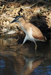 Nachtreiher am Mary River im australischen Northern Territory