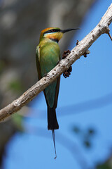 Bienenfresser in Australiens Northern Territory