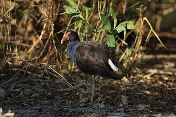 Purpurhuhn am Mary River in Australien