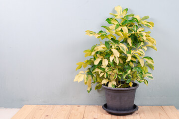 Octopus Tree, Umbrella Tree (Schefflera Actinophylla). Green house plant in black plastic pot . Schefflera plant for modern interior decoration. Beautiful variegated tree isolated on white background
