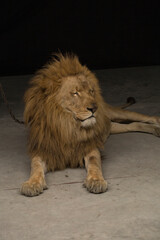 Lion sitting alone in front of a black background