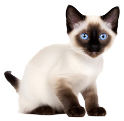 PNG Animal mammal pet relaxation.