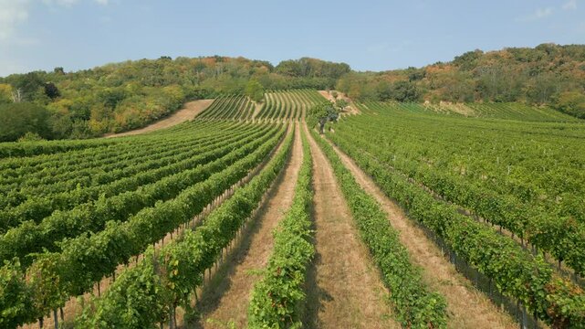 Weingarten im Burgenland, &Ouml;sterreich, aus der Luft gefilmt (Vorw&auml;rtsbewegung, langsam)