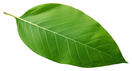 Obraz premium PNG Plant leaf tree xanthosoma.